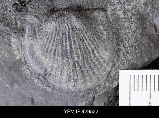 Tropidoleptus carinatus