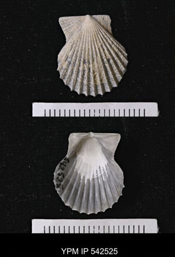 Chesapecten coccymelus?