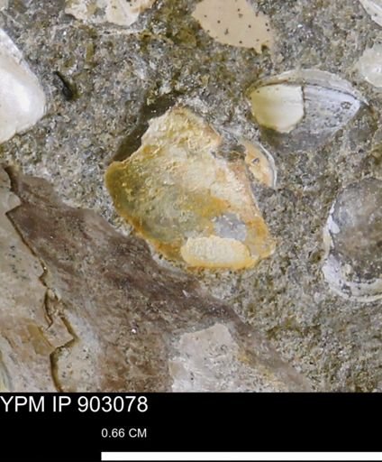 undet. Mollusca