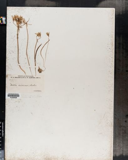 Brodiaea