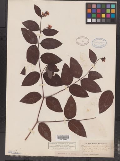 Apocynum androsaemifolium