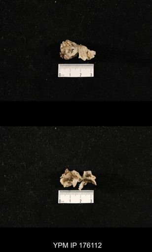 Chonosteges sp.