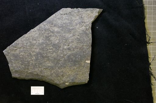 Aspidella terranovica