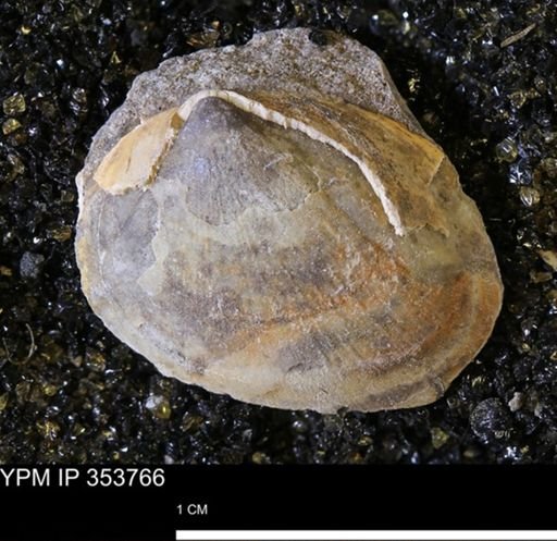Limopsis striatopunctatus