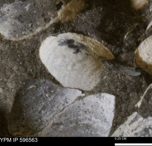 Limopsis striatopunctatus