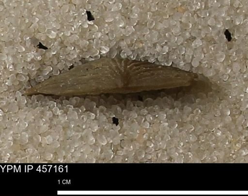 Stropheodonta sp.