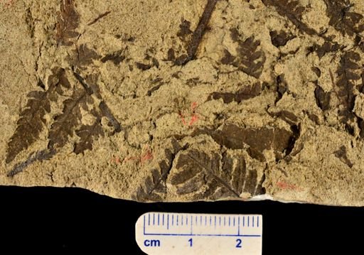 Cladophlebis methowensis