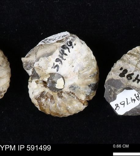 Hoploscaphites