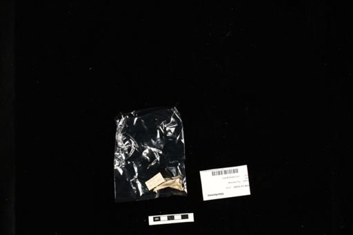 Siluriformes