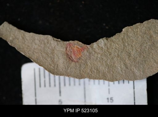 undet. Xiphosurida