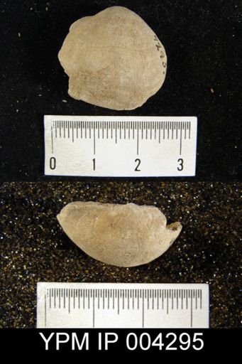 Stringocephalus sp.