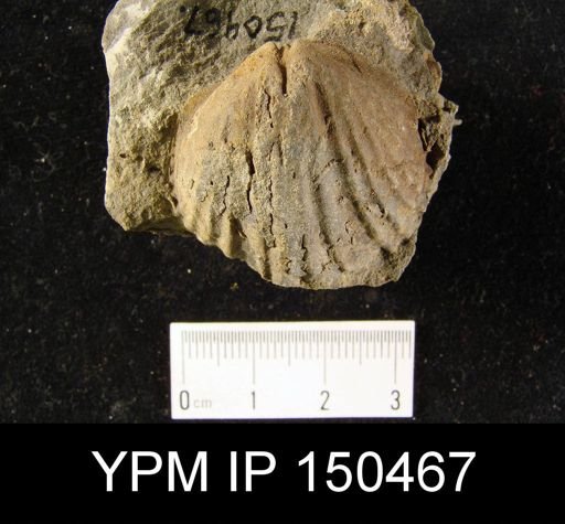 Orthorhynchula sp.