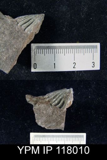 Delthyris (Quadrifarius) rugaecosta