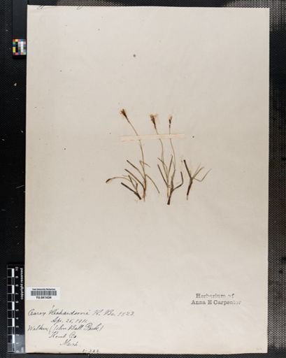 Carex richardsonii