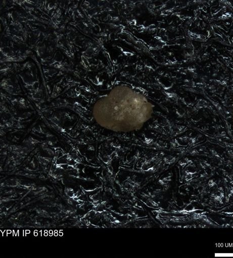 undet. Foraminiferida