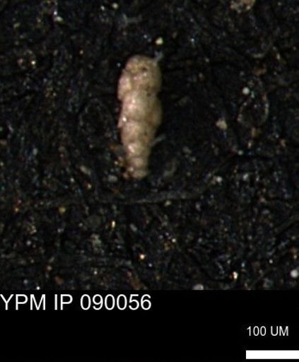 Verneuilinoides kansasensis