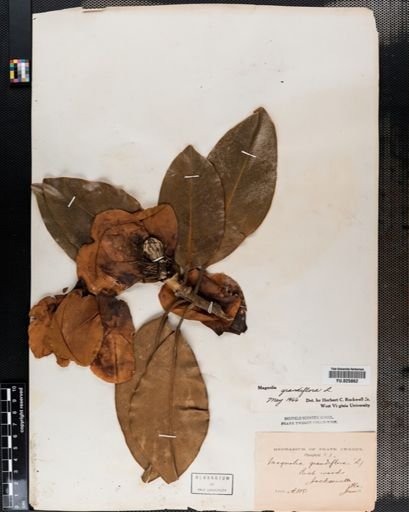 Magnolia grandiflora