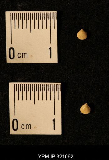 Dielasma elongatum