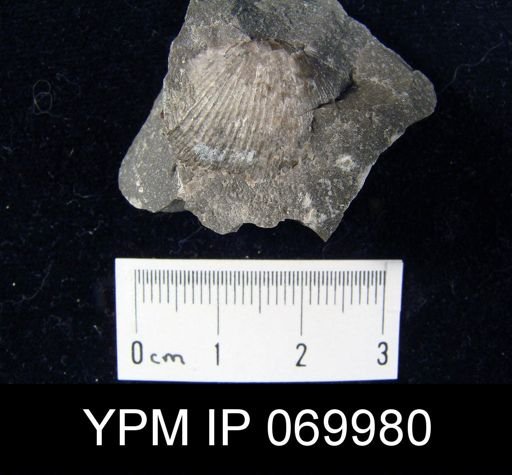 Hebertella maria