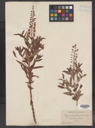 Plantae