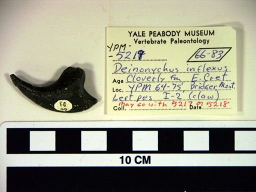 Deinonychus antirrhopus