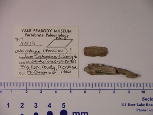 Amioidei