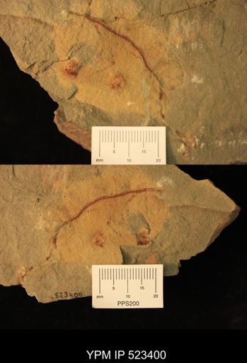 undet. Ichnofossil