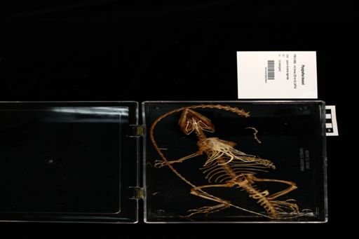 Physignathus lesueurii