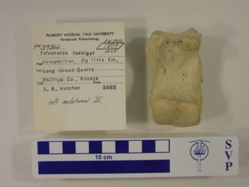 Teleoceras fossiger