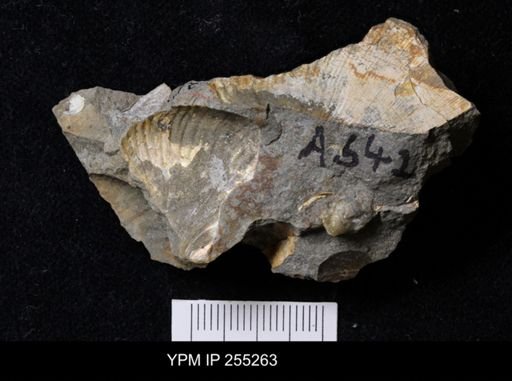 Ammonoidea