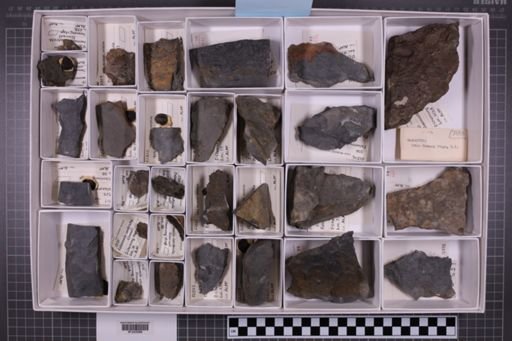 mixed taxa, stratigraphic collection
