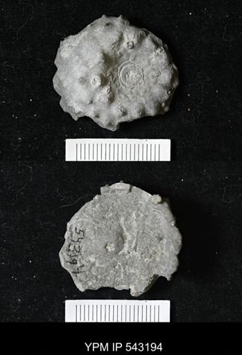 Megistocrinus sp.