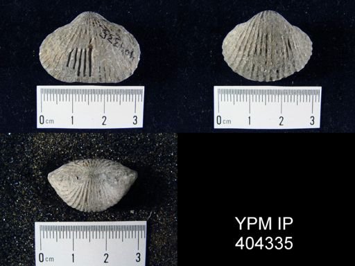 Anastrophia verneuili
