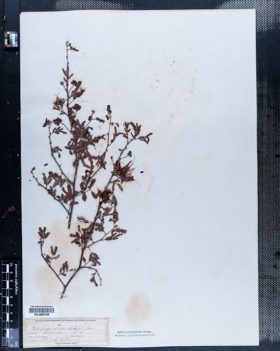 Calliandra eriophylla