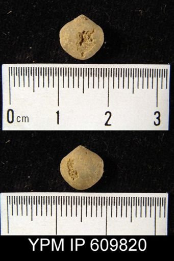 Whitfieldella nucleolata