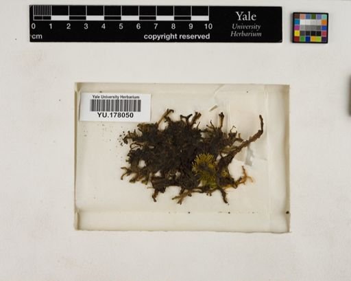 Plantae