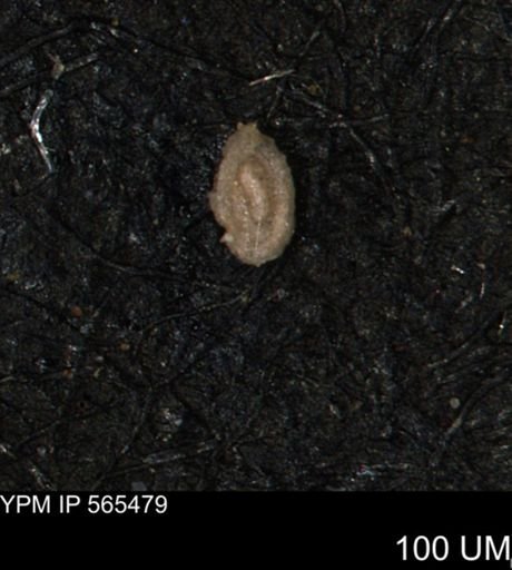 Miliammina ischnia