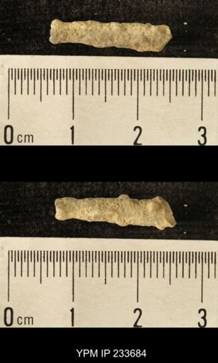 Archaeocidaris sp.