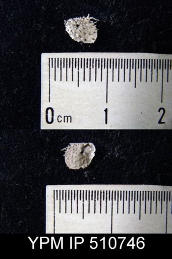 Productella sp.