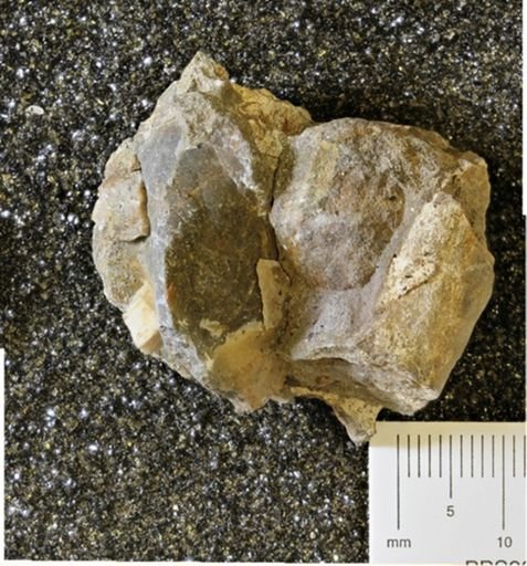 Baculites sp.