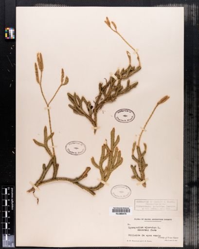 Lycopodium clavatum