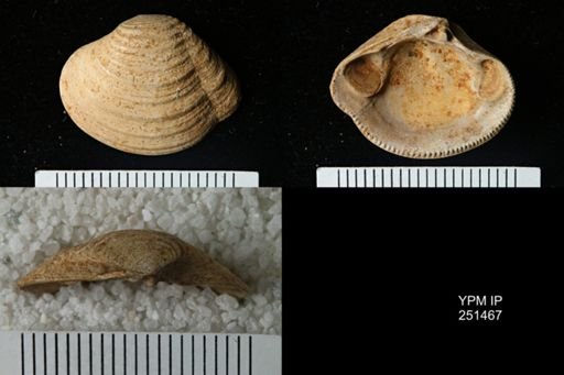 Lirodiscus tellinoides
