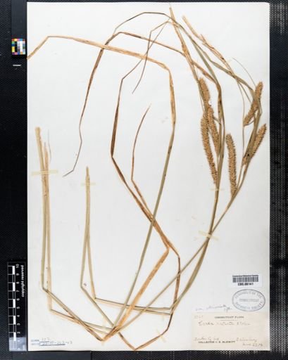 Carex rostrata