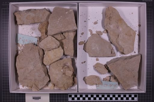 mixed taxa, stratigraphic collection