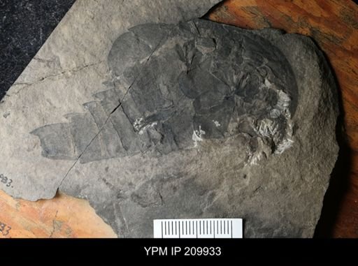 Erieopterus microphthalmus microphthalmus