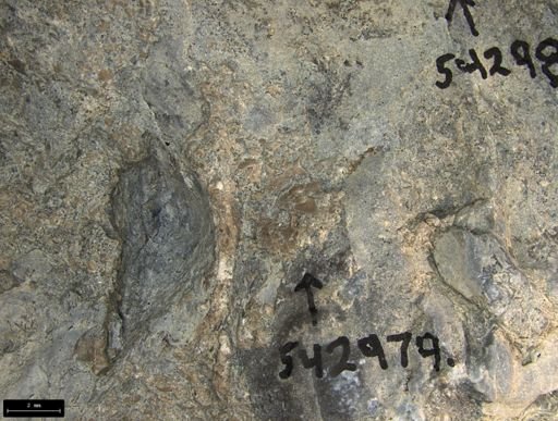 Aplocoma damesii
