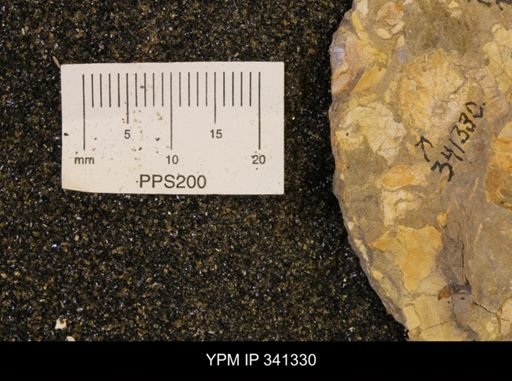 Scaphites sp.