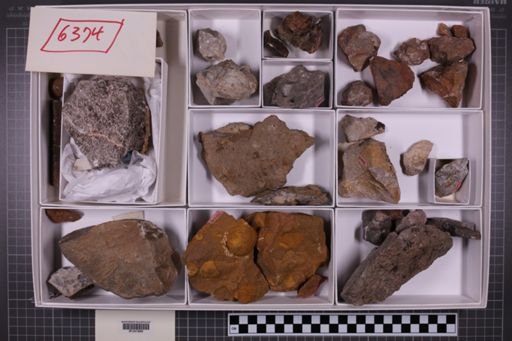 mixed taxa, stratigraphic collection