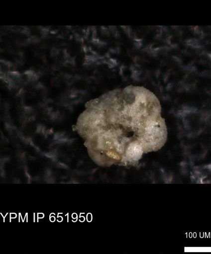undet. Foraminiferida