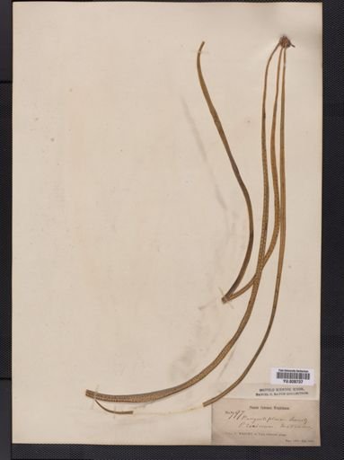 Polypodium